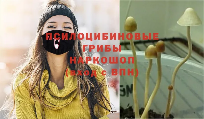 Галлюциногенные грибы MAGIC MUSHROOMS  Кирово-Чепецк 